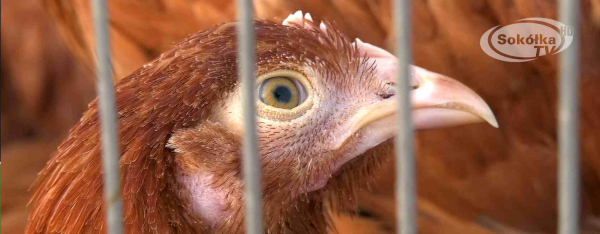 Poniedziałkowy rynek w Sok&oacute;łce [Film]