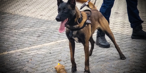 Gucio pom&oacute;gł odnaleźć 49-latka, kt&oacute;ry uszkodził lustro spycharki i przyczepę kempingową