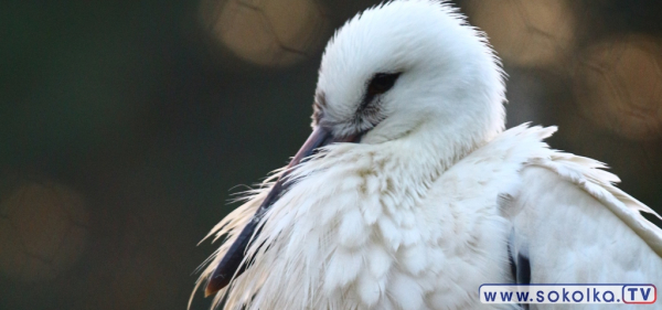 Nasz "Czwartak" wkr&oacute;tce wzbije się w przestworza [Zdjęcia i Film]