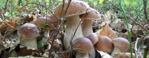 Zaginiony grzybiarz odnaleziony