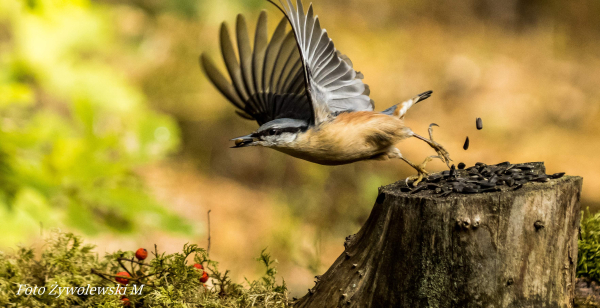 Spotkanie z Naturą – wystawa fotografii Mieczysława Żywolewskiego