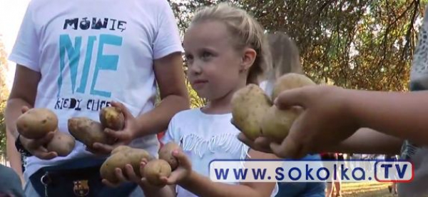 Święto Pieczonego Ziemniaka w Przedszkolu Nr 2 w Sok&oacute;łce [Film i zdjęcia]
