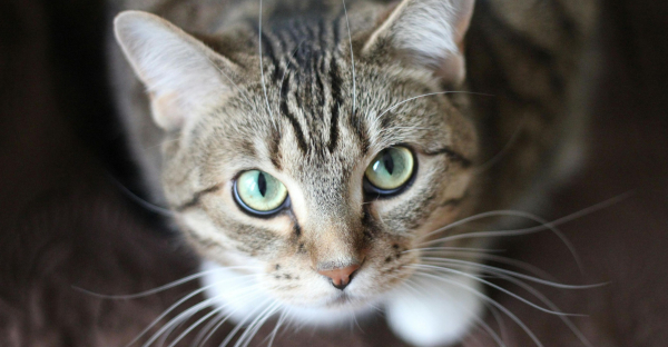 Międzynarodowy Dzień Kota, więc i my świętujmy razem z naszymi futrzastymi przyjaciółmi [Galeria]