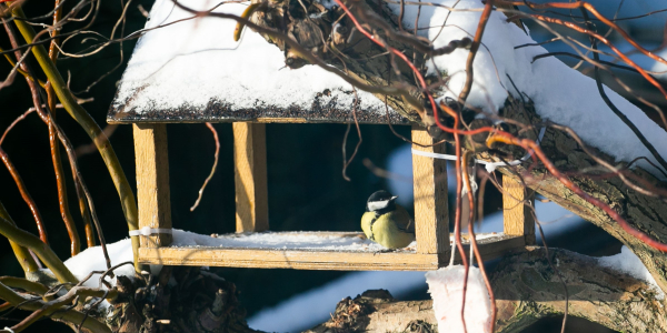 Jak mądrze pomagać ptakom, gdy spada temperatura