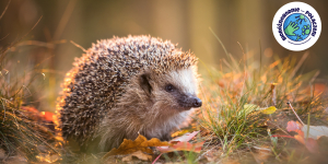 Jesienne porządki w ogrodzie – pamiętajmy o zwierzętach.