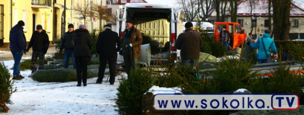 Czas na choinkę i żywe ryby [Zdjęcia]