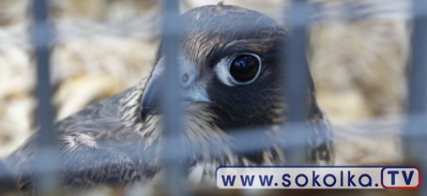 Kolejne sokoły zostaną wypuszczone na wolność [Film]