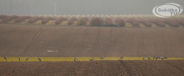OKIEM KAMERY: Żurawie pod Ostrowiem P&oacute;łnocnym [Film]