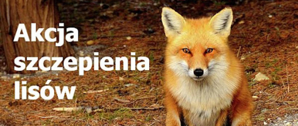 Jesienna akcja doustnego szczepienia lisów wolno żyjących przeciwko wściekliźnie.