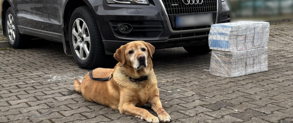 Nos labradora Odi pomógł w wykryciu nielegalnych papierosów.