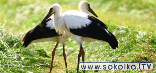 Bociany IP na pobliskiej łące [Zdjęcia]