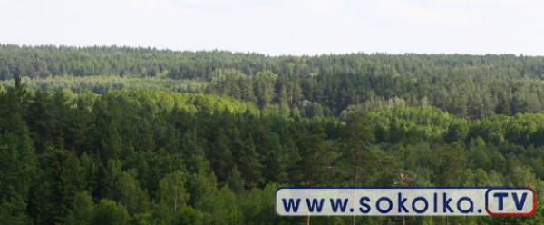 Uwaga na szczepionki przeciwko wściekliźnie lis&oacute;w