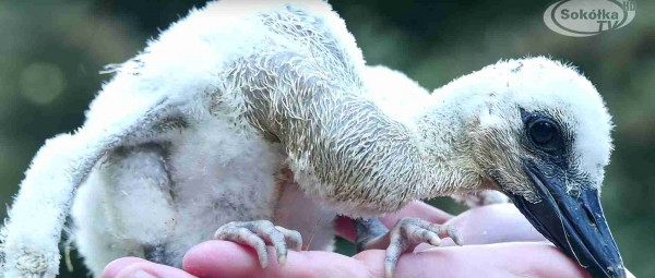 Z wizytą u młodego bociana [Film]