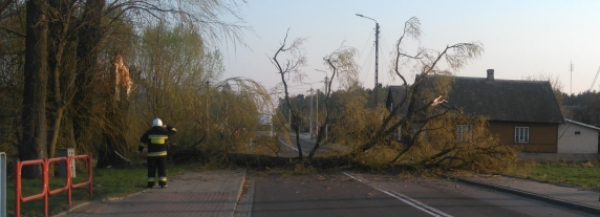 NA SYGNALE: Drzewo zablokowało DK nr&nbsp;8 [Zdjęcia]
