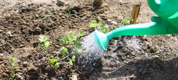 W związku z suszą w Supraślu zakaz podlewania w dzień ogr&oacute;dk&oacute;w i trawnik&oacute;w