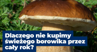 Dlaczego nie kupimy świeżych borowików przez cały rok?