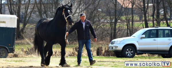 Wiosenne Uznawanie Młodych Ogier&oacute;w w Dąbrowie Białostockiej [Film i Zdjęcia]