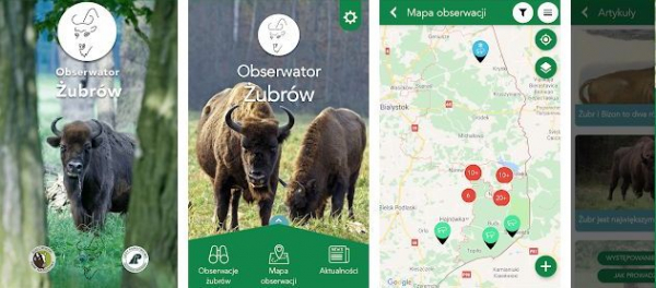 Śledź Kr&oacute;la Puszczy za pomocą nowej aplikacji "Obserwator Żubr&oacute;w" [2xFilm]