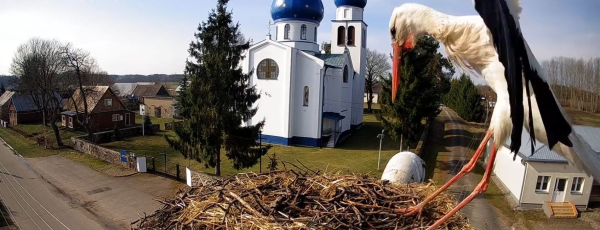 Powr&oacute;t Bocian&oacute;w: Nowy sezon życia w bocianim gnieździe 2024 [Film]