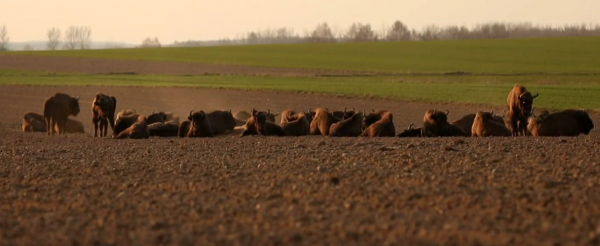 Leniwe popołudnie knyszyńskich żubr&oacute;w [Film]