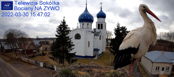 Jaczek wr&oacute;cił do gniazda. Pierwszy przylot bociana 2022 [Film]