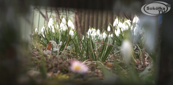 OKIEM KAMERY: "Galanthus nivalis" w Kuźnicy [Film]